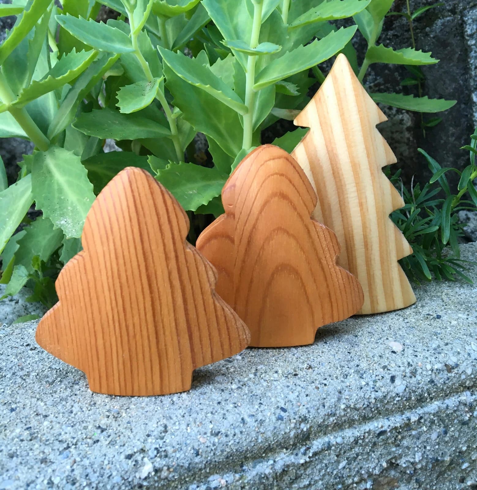 Natural wooden trees photographed in its original setting